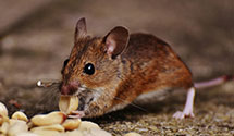 24 Hour & Emergency Exterminators in Farmer Market, CA
